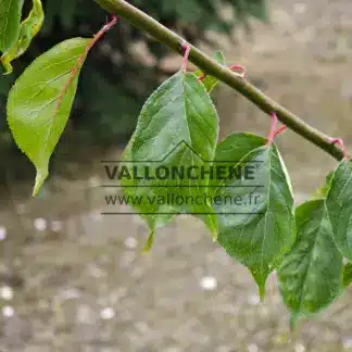 Vue du dessus et du dessous du feuillage du PRUNUS mume 'Pendula'
