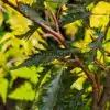 Finely cut foliage of FAGUS sylvatica 'Midnight Feather'