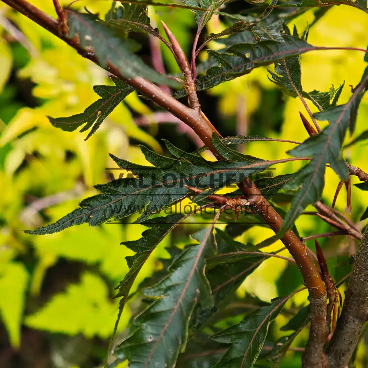 Finely cut foliage of FAGUS sylvatica 'Midnight Feather'
