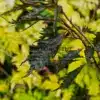 Finely cut foliage and terminal bud of FAGUS sylvatica 'Midnight Feather'