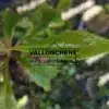 Gros plan sur le feuillage printanier vert luisant du FRANKLINIA alatamaha Gros plan sur le feuillage printanier vert luisant du FRANKLINIA alatamaha