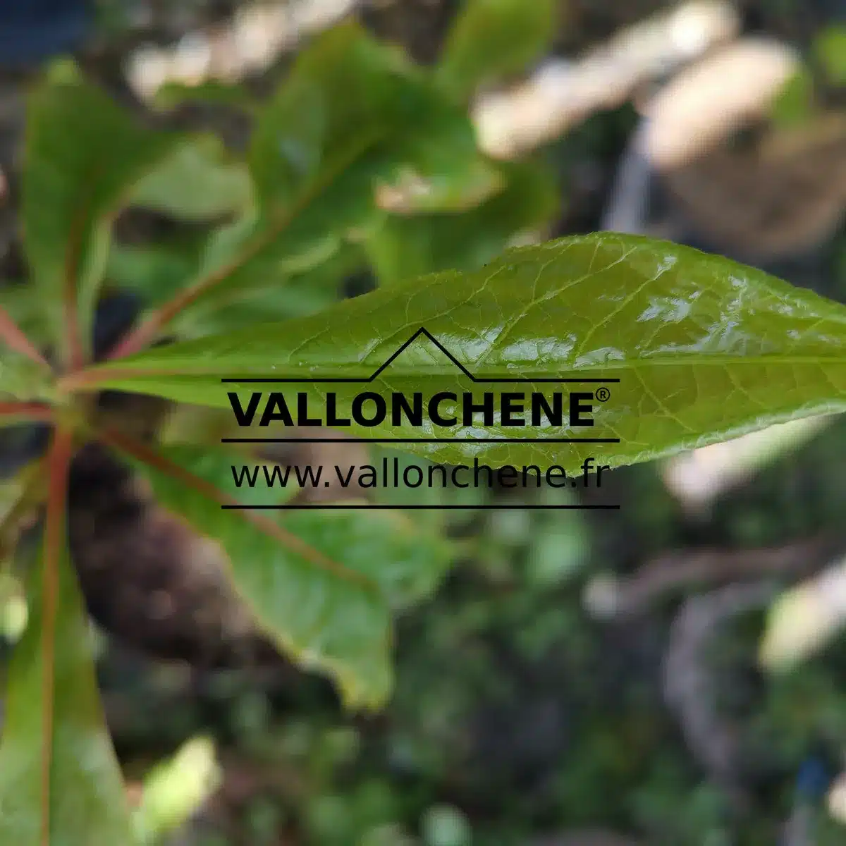 Nahaufnahme des glänzend grünen Frühlingslaubs des FRANKLINIA alatamaha. Nahaufnahme des glänzend grünen Frühlingslaubs des FRANKLINIA alatamaha.