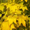 Gros plan sur le feuillage automnal d'un jaune intense de l'ACER cappadocicum 'Aureum'