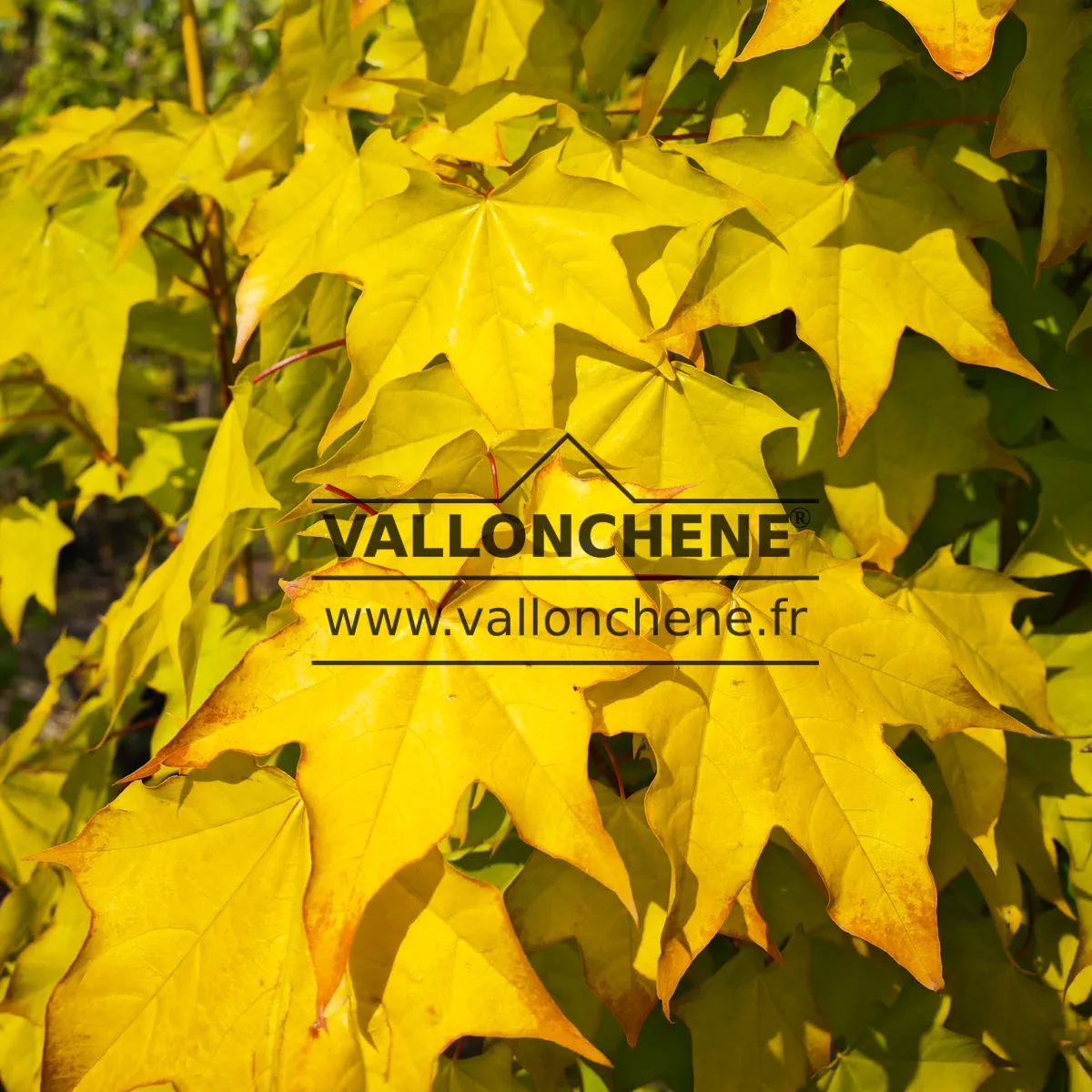 Gros plan sur le feuillage automnal d'un jaune intense de l'ACER cappadocicum 'Aureum' Gros plan sur le feuillage automnal d'un jaune intense de l'ACER cappadocicum 'Aureum'