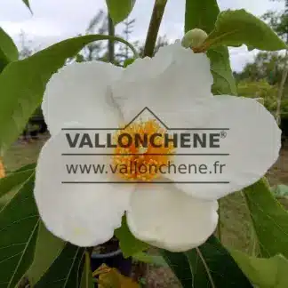 Weiße Blüten mit gelbem Zentrum des FRANKLINIA alatamaha, die in Größe und Form denen eines Kameliengewächses ähneln.<br>