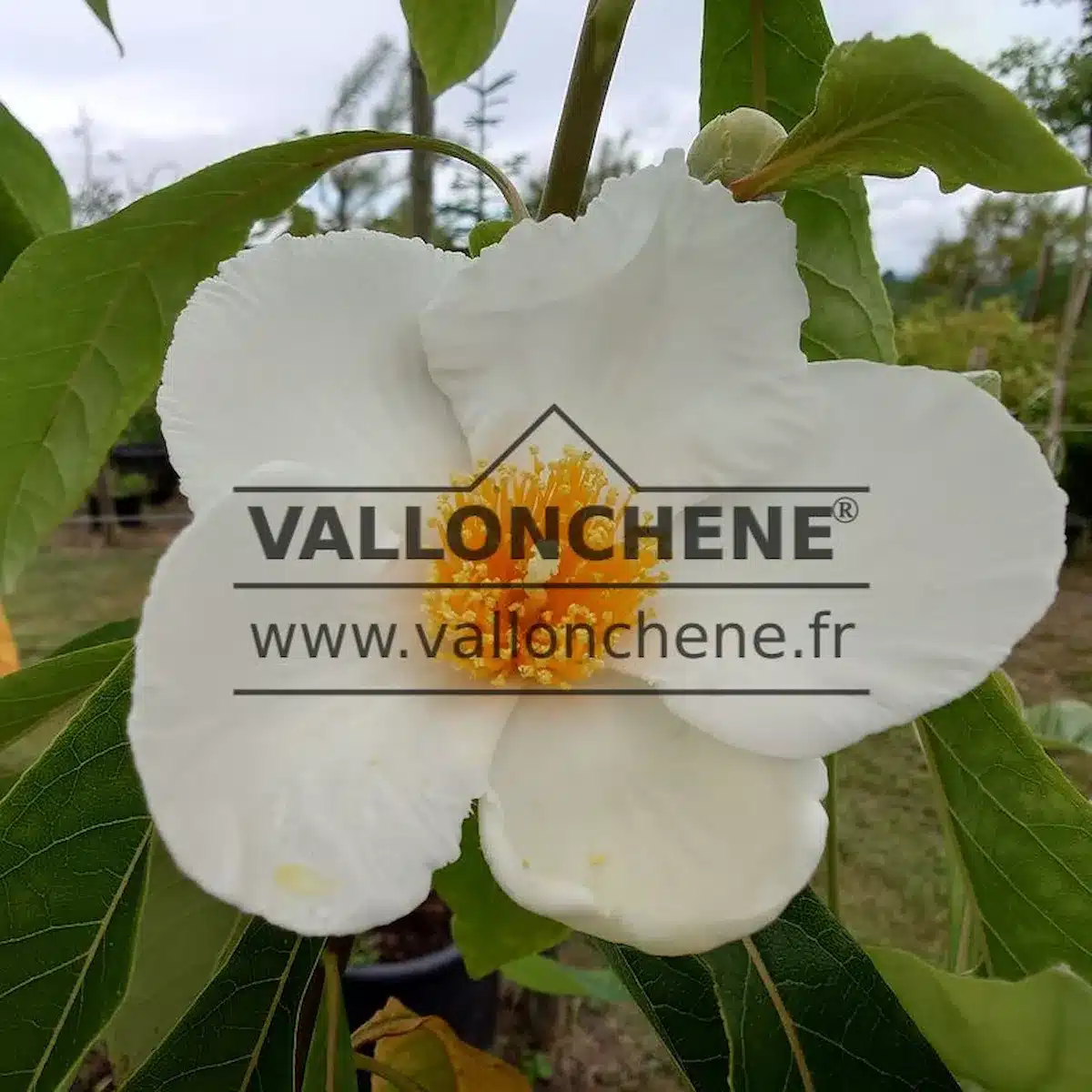 Weiße Blüten mit gelbem Zentrum des FRANKLINIA alatamaha, die in Größe und Form denen eines Kameliengewächses ähneln.<br> Weiße Blüten mit gelbem Zentrum des FRANKLINIA alatamaha, die in Größe und Form denen eines Kameliengewächses ähneln.<br>