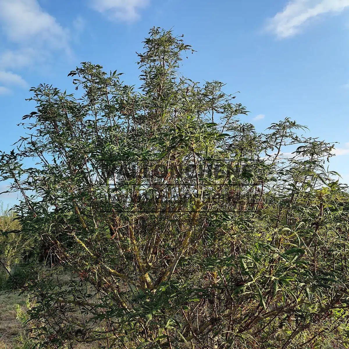 A ten-year-old Aesculus hippocastanum f. laciniata in the Jardin de Vallonchêne