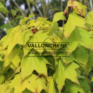 Gros plan sur le feuillage printanier jaune avec des pointes rouge sang de l'ACER cappadocicum 'Aureum'