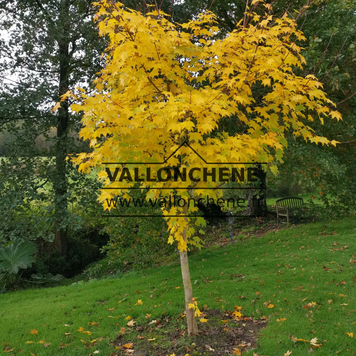 Un ACER cappadocicum 'Aureum' en pleine coloration automnale Un ACER cappadocicum 'Aureum' en pleine coloration automnale