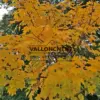 Feuillage de l'ACER cappadocicum 'Aureum' d'un jaune orange intense à son apogée en automne