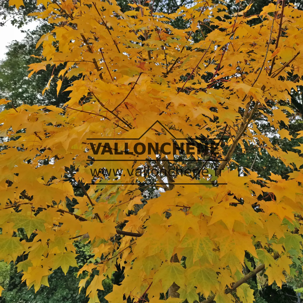 Feuillage de l'ACER cappadocicum 'Aureum' d'un jaune orange intense à son apogée en automne Feuillage de l'ACER cappadocicum 'Aureum' d'un jaune orange intense à son apogée en automne