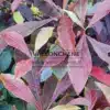 Gos plan sur le feuillage couleur cramoisi du FRANKLINIA alatamaha Gos plan sur le feuillage couleur cramoisi du FRANKLINIA alatamaha