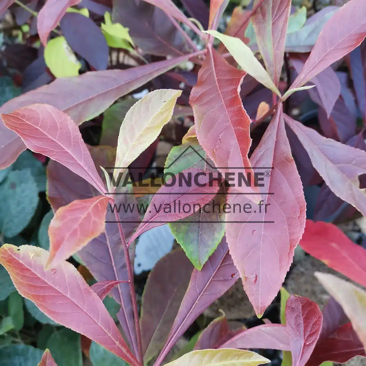 Nahaufnahme des karmesinroten Laubs des FRANKLINIA alatamaha. Nahaufnahme des karmesinroten Laubs des FRANKLINIA alatamaha.