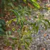 Close-up of the laciniate foliage of AESCULUS hippocastanum f. laciniata