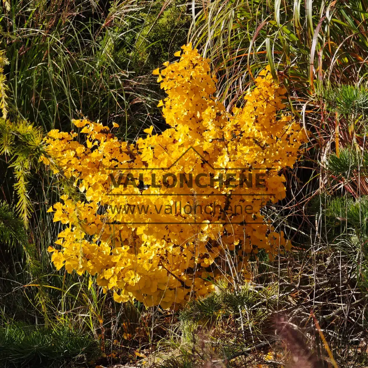 Feuillage automnale en couleur jaune/or du GINKGO biloba 'Mariken' Feuillage automnale en couleur jaune/or du GINKGO biloba 'Mariken'