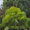 Un hermoso CRYPTOMERIA japonica 'Little Champion' en el Bedgebury National Pinetum Un hermoso CRYPTOMERIA japonica 'Little Champion' en el Bedgebury National Pinetum