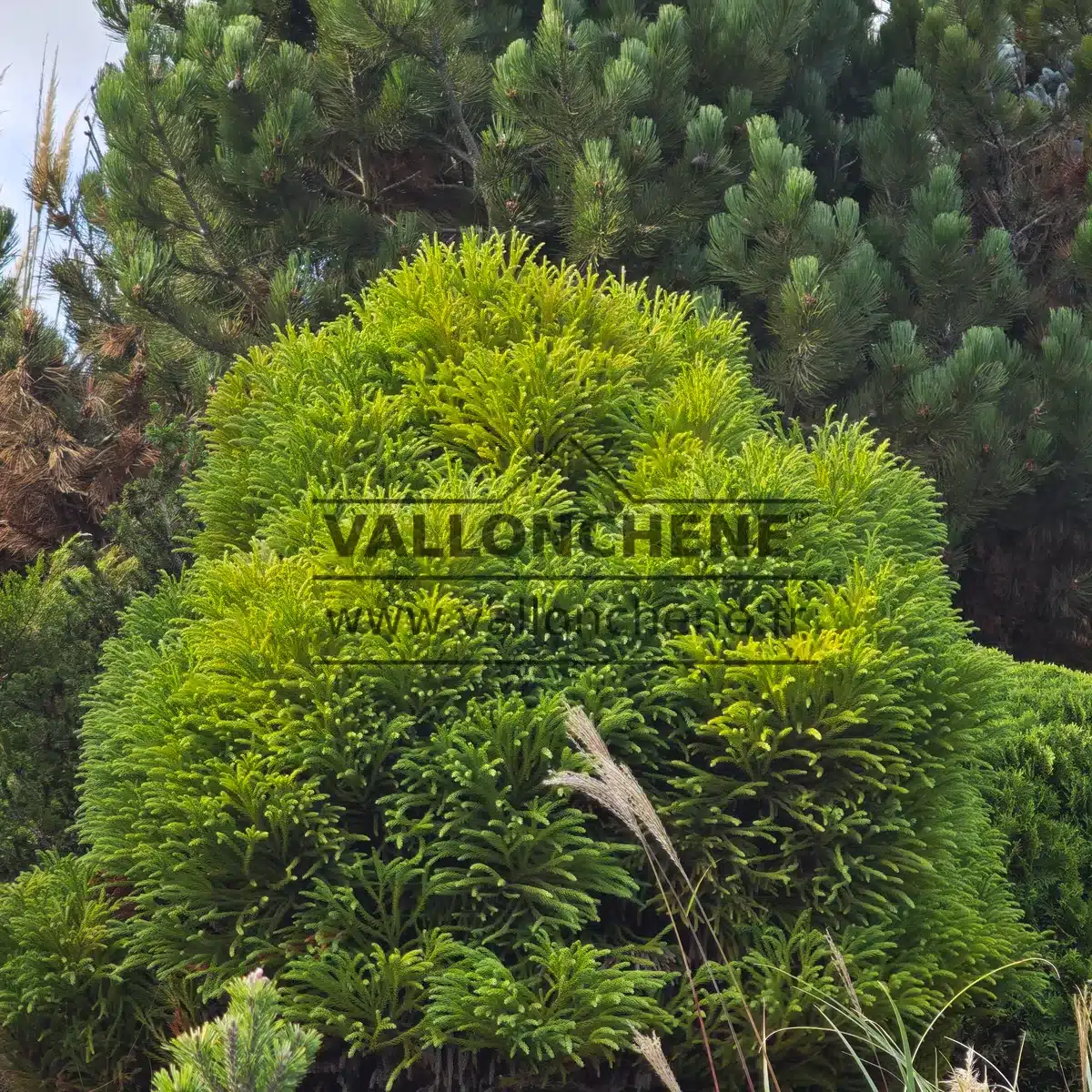Un beau CRYPTOMERIA japonica 'Little Champion' au Bedgebury National Pinetum