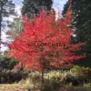 Un NYSSA sylvatica 'Sheffield Park' en pleine coloration d'automne à Bedgebury National Pinetum