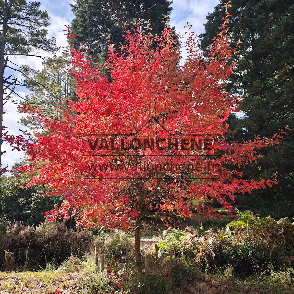A NYSSA sylvatica 'Sheffield Park' in full autumn coloration at Bedgebury National Pinetum