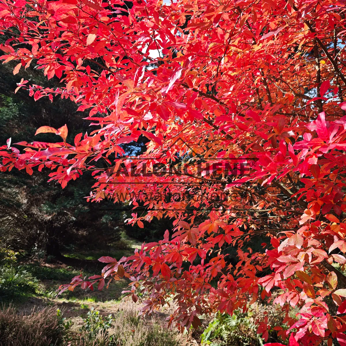 Fiery foliage of NYSSA sylvatica 'Sheffield Park' at Bedgebury National Pinetum