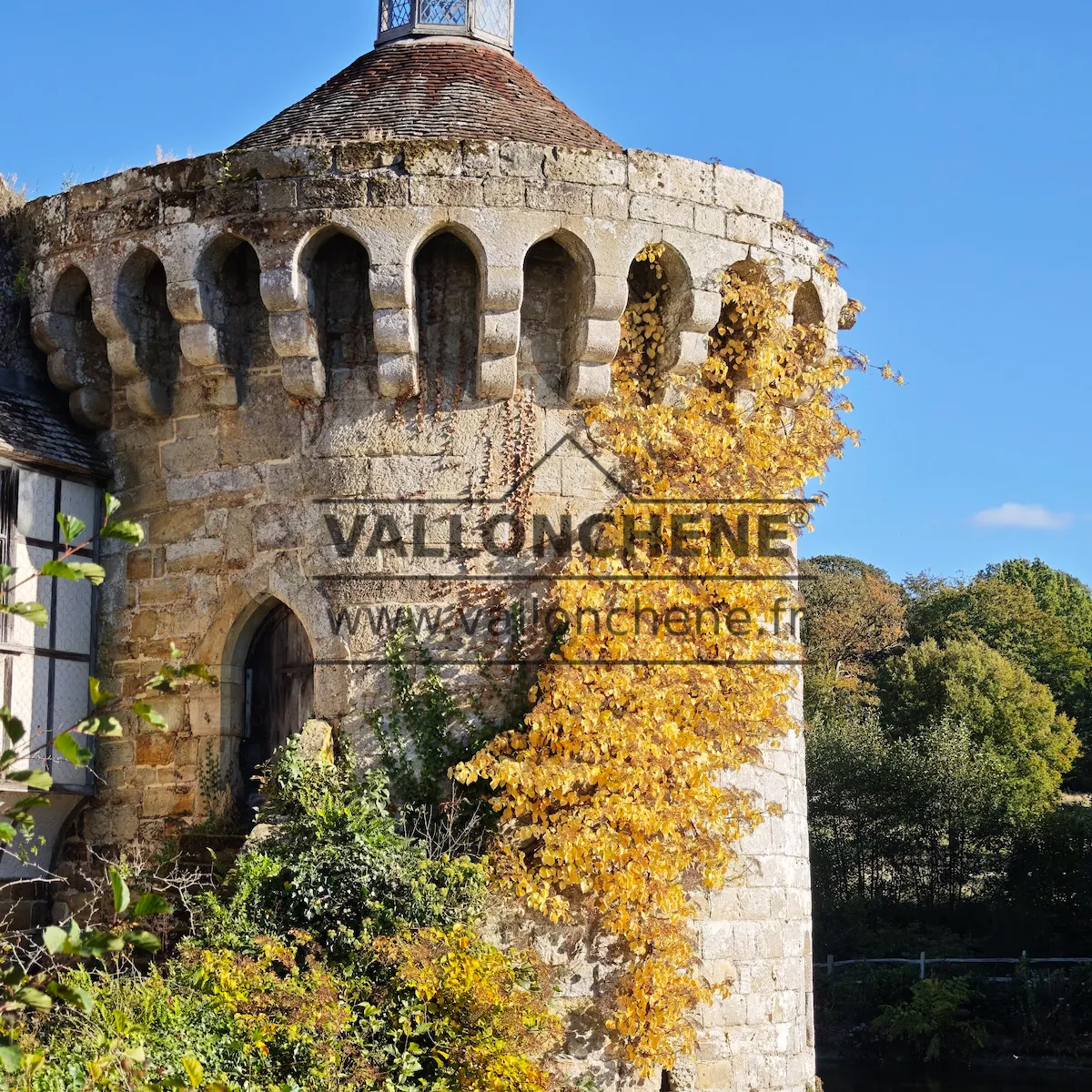 Golden-yellow autumn foliage of HYDRANGEA anomala petiolaris at Scotney Castle