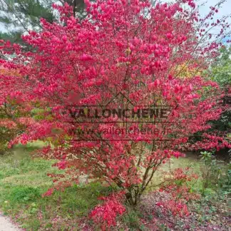 Un magnifique EUONYMUS alatus avec ses couleurs d'automne à Sheffield Park