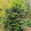 Un magnifique PODOCARPUS salignus en début d'autonme à Sheffield Park