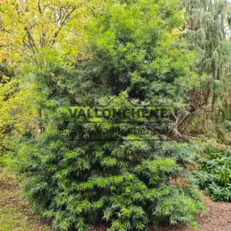 Un magnifique PODOCARPUS salignus en début d'autonme à Sheffield Park