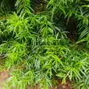 Feuillage vert luisant du PODOCARPUS salignus