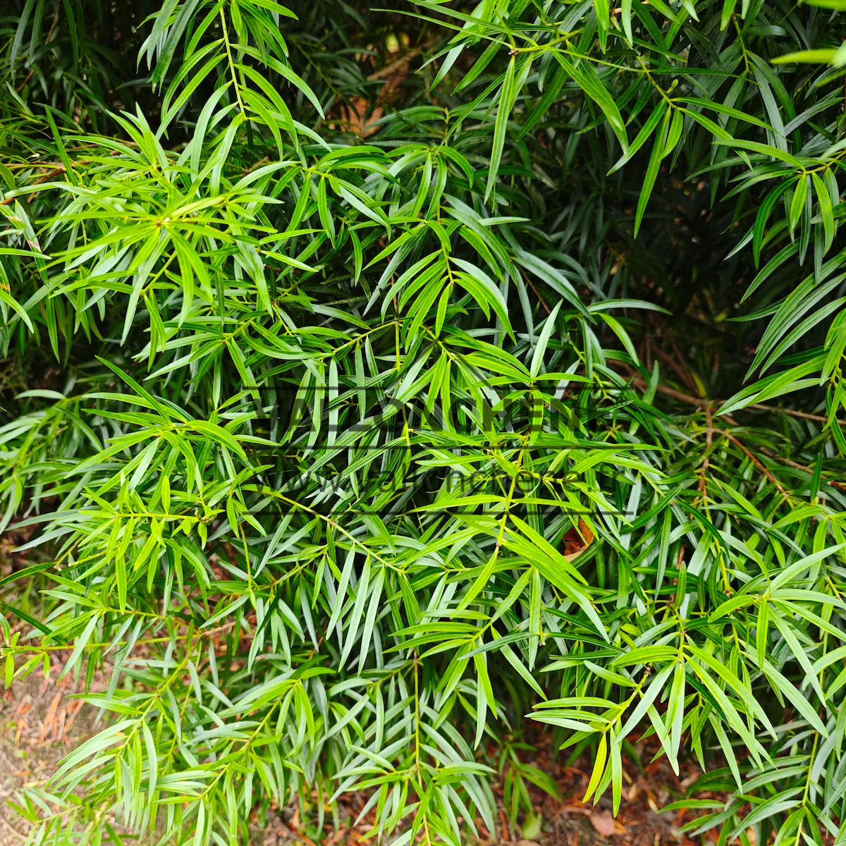 Glänzendes grünes Laub des PODOCARPUS salignus