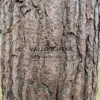 Magnifique écorce du PINUS sylvestris