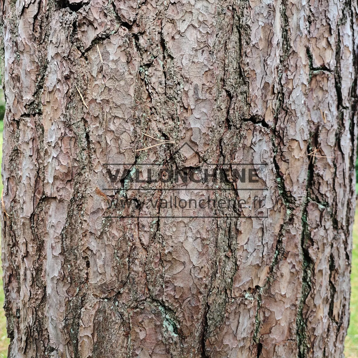 Magnifique écorce du PINUS sylvestris Magnifique écorce du PINUS sylvestris