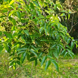 Feuillage vert avec les fruits du PHELLODENDRON amurense