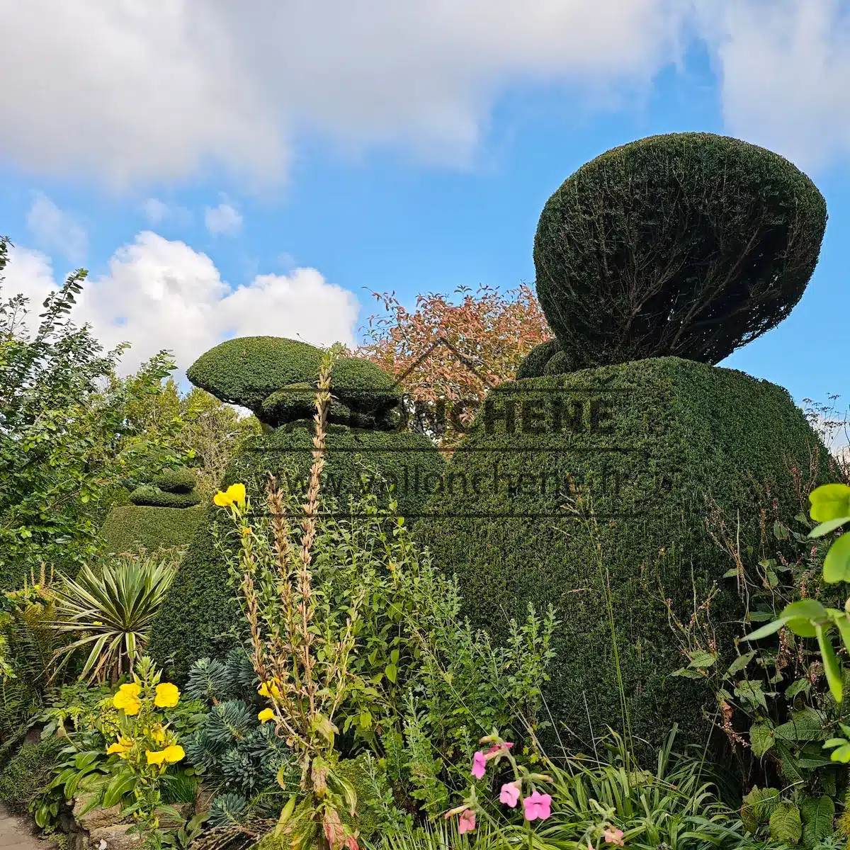 TAXUS baccata pruned into topiary shapes at Great Dixter TAXUS baccata pruned into topiary shapes at Great Dixter