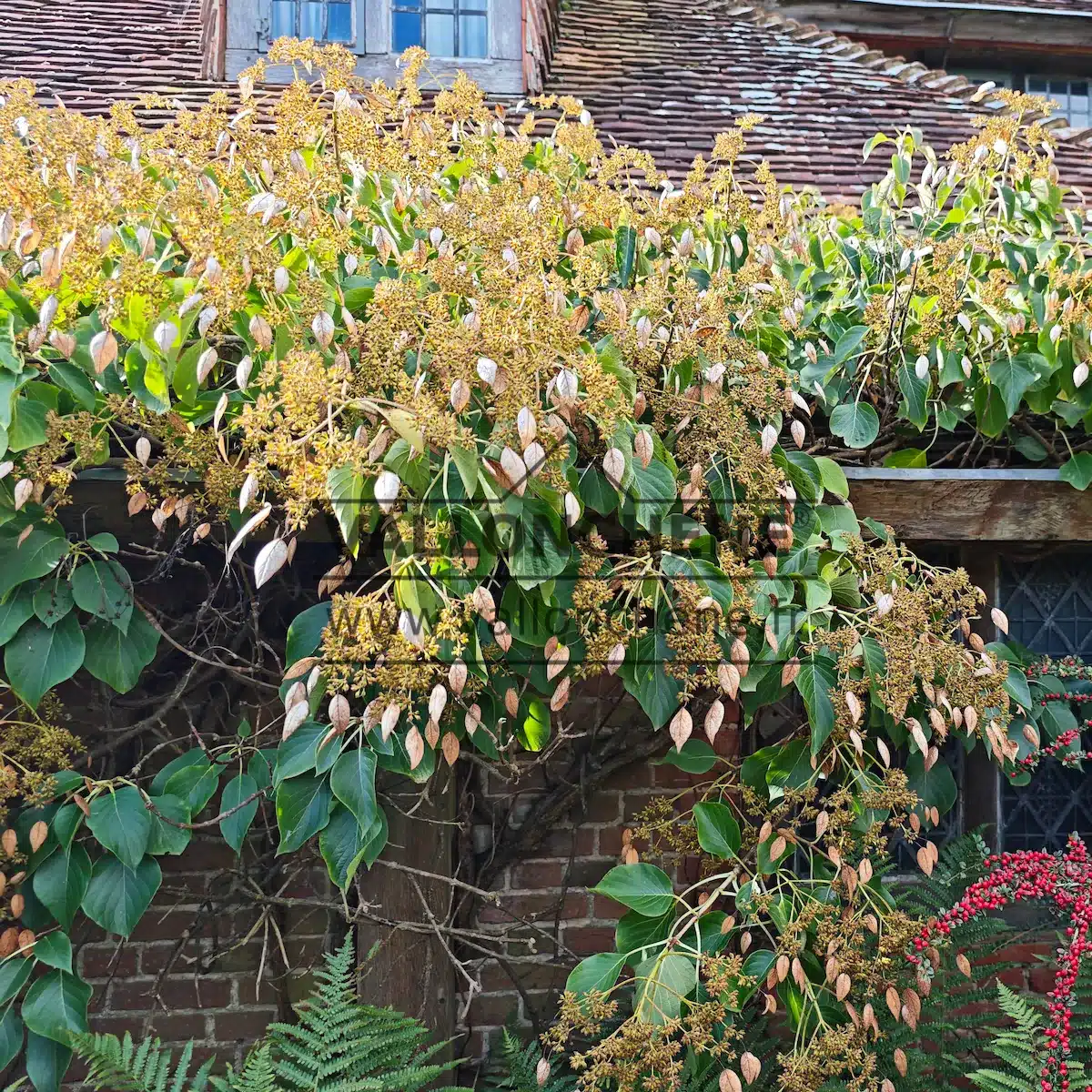 Ein SCHIZOPHRAGMA integrifolium mit seinen Blüten zu Herbstbeginn an der Fassade von Great Dixter