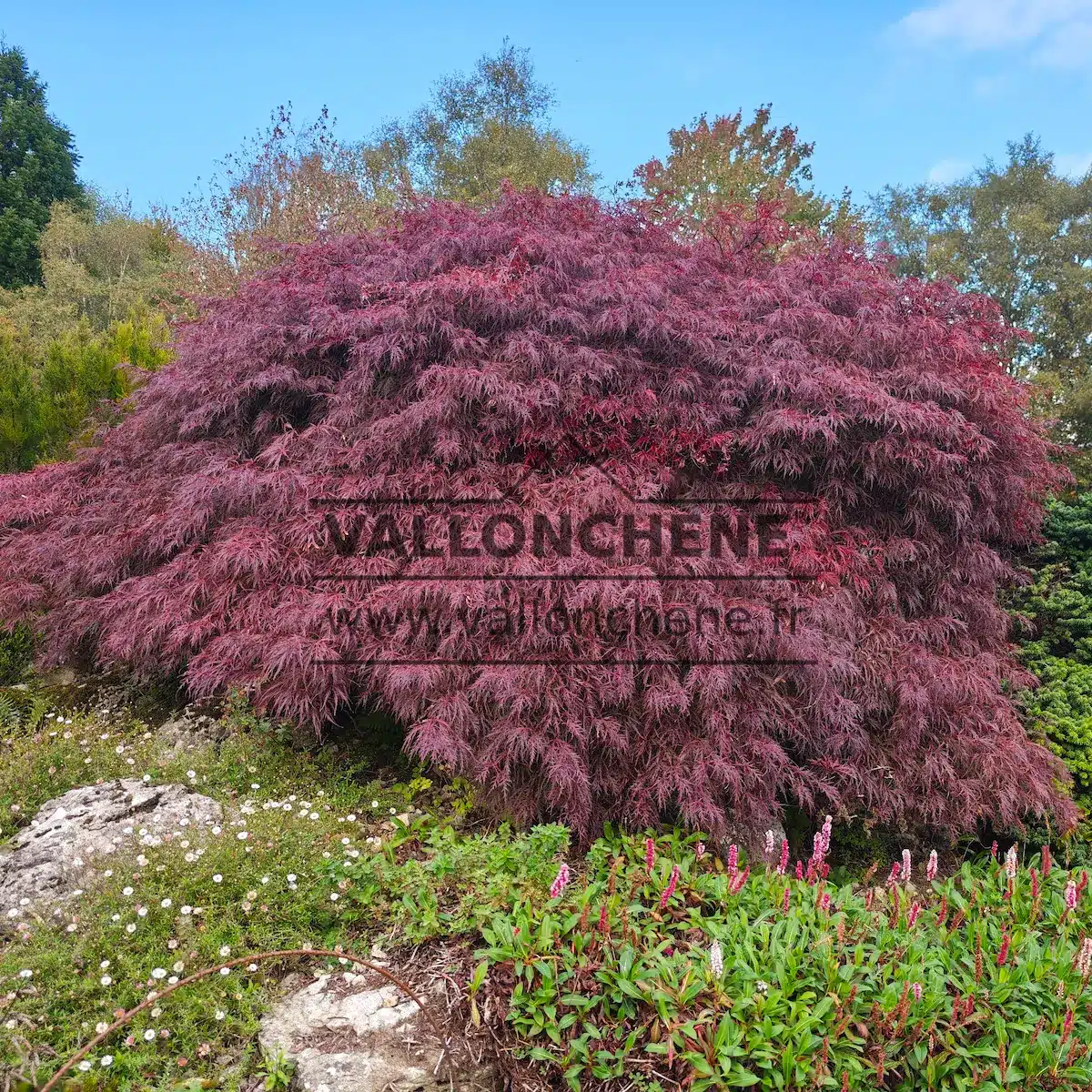 Un superbe ACER palmatum ‘Inaba-Shidare’ dans la rocaille à Emmets Garden Un superbe ACER palmatum ‘Inaba-Shidare’ dans la rocaille à Emmets Garden