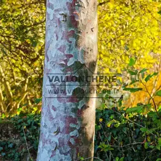 Primer plano de la corteza del PINUS bungeana en Great Comp