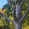 Magnífica corteza del PINUS bungeana en Great Comp