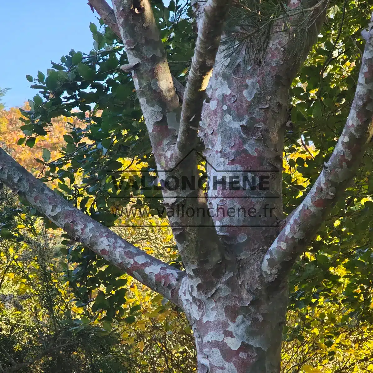 Prächtige Rinde des PINUS bungeana in Great Comp