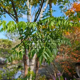 Follaje verde del MELIA azedarach en Lullingstone Castle