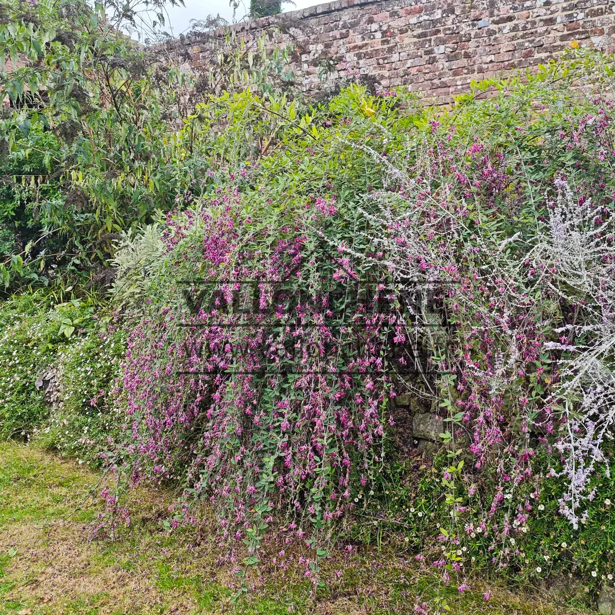 Un superbe LESPEDEZA thunbergii 'Gibraltar' à Godinton House