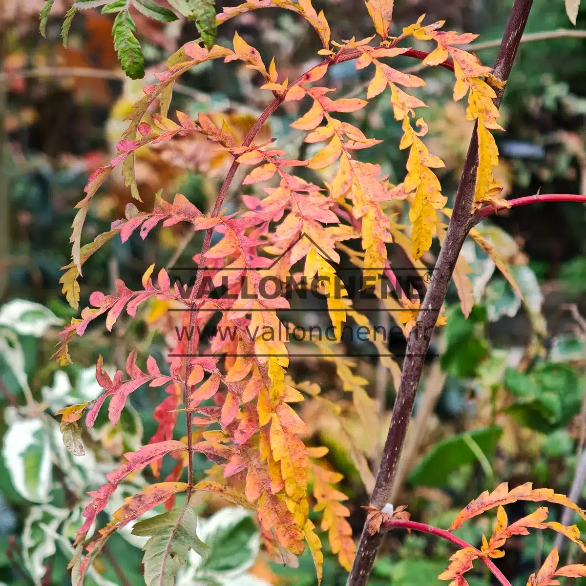 Autumn foliage of SORBUS aucuparia 'Chinese Lace'