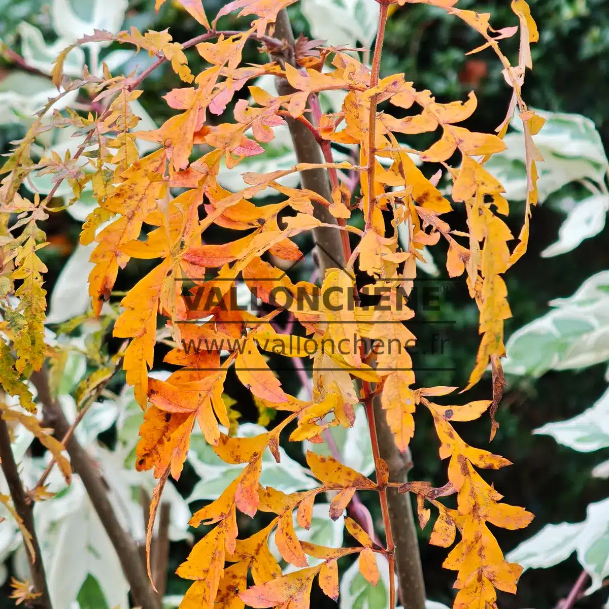 Autumn foliage of SORBUS aucuparia 'Chinese Lace'