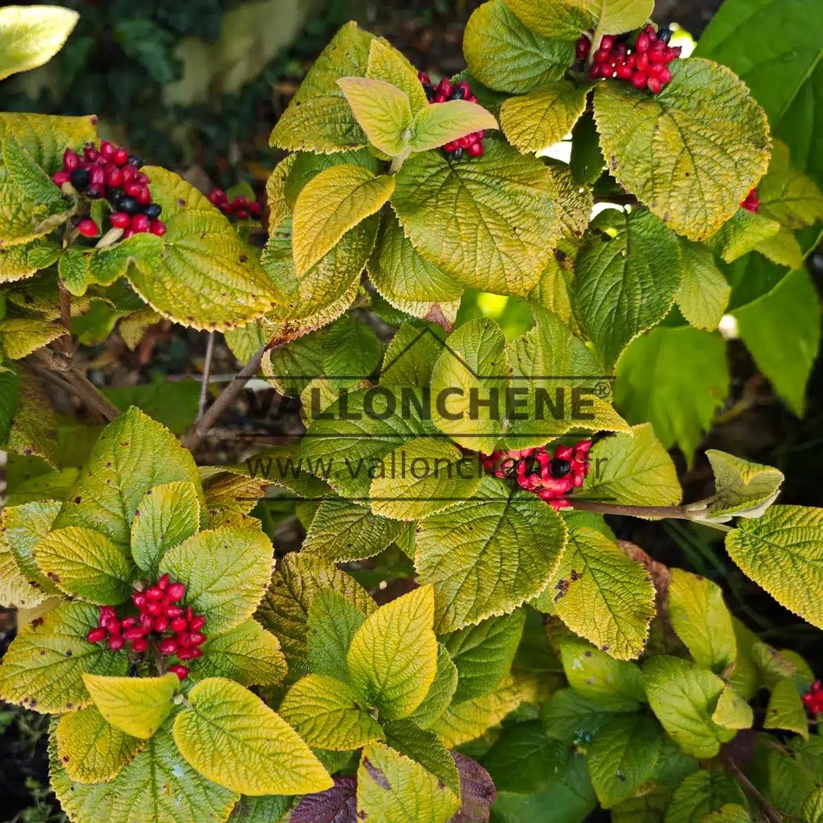Feuillage jaune avec les baies rouges et noires du VIBURNUM lantana 'Aureum' en automne