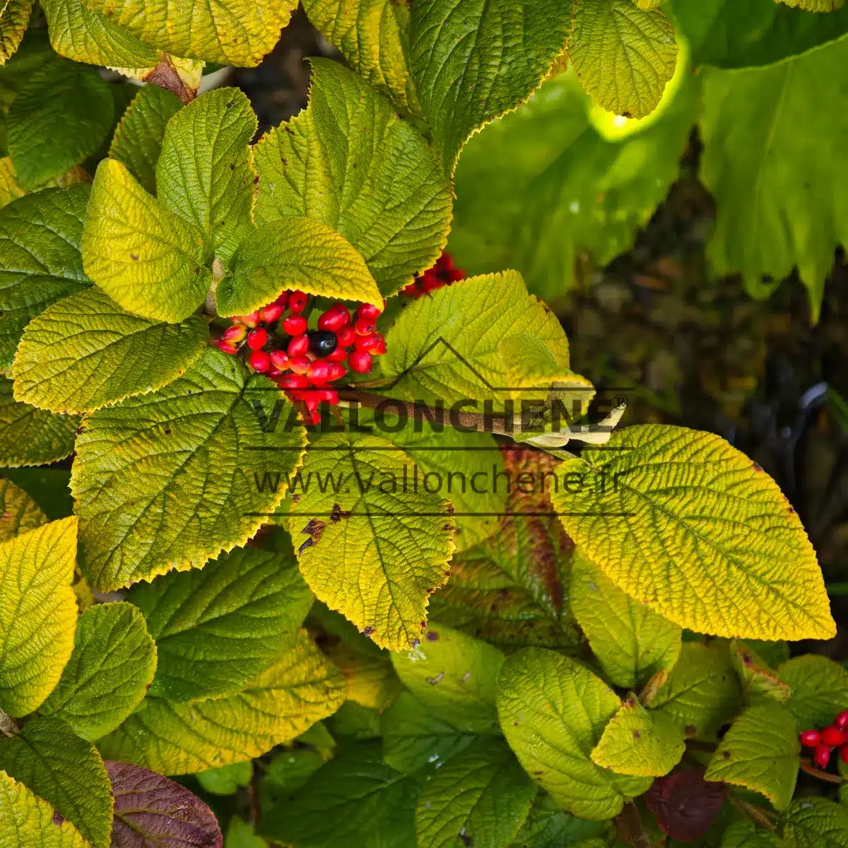 Gros plan sur le feuillage jaune et les baies rouges et noires du VIBURNUM lantana 'Aureum'