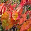Couleurs flamboyantes en jaune, orange, rose et rouge du PRUNUS 'Tai-Haku'