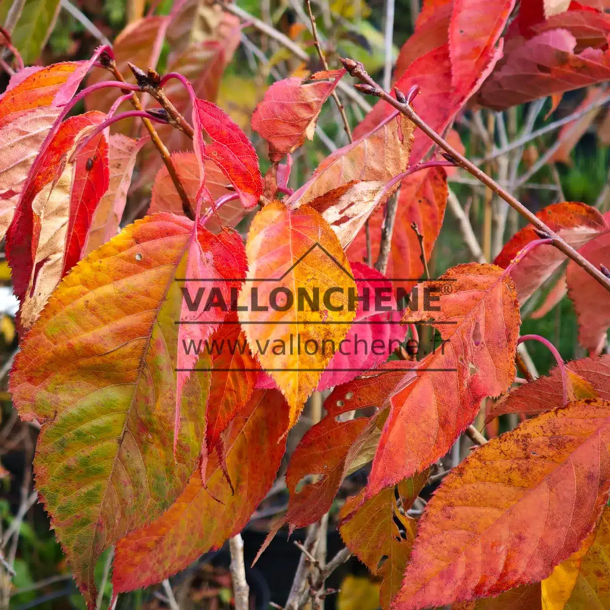 Striking autumn colours in yellow, orange, pink and red of the foliage of PRUNUS 'Tai-Haku'