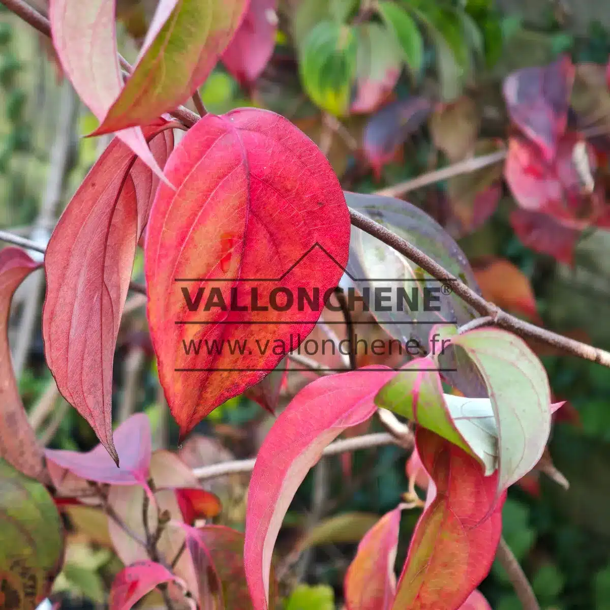 Feuillage automnal du CORNUS kousa 'Blue Shadow' dans les tons jaune, orange, rose et rouge
