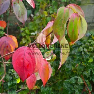 Feuillage du CORNUS kousa 'Blue Shadow' à l'automne