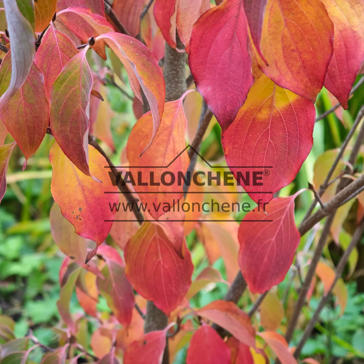 Gros plan sur le feuillage automnal et flamboyant du CORNUS kousa 'Flower Tower' allant du jaune en passant par l'orange, rose et rouge